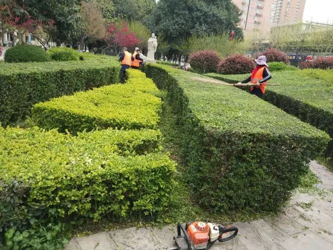 定州城市绿化带植物叫什么