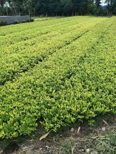 定州城市绿化带植物叫什么