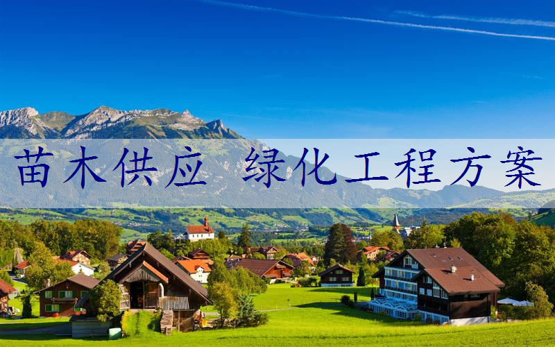 苗木供应 绿化工程方案